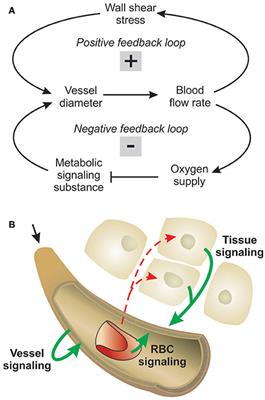 Structural Control of Microvessel Diameters: Origins of Metabolic Signals